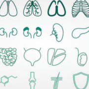 Vector illustrations of various organs within the human body