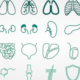 Vector illustrations of various organs within the human body