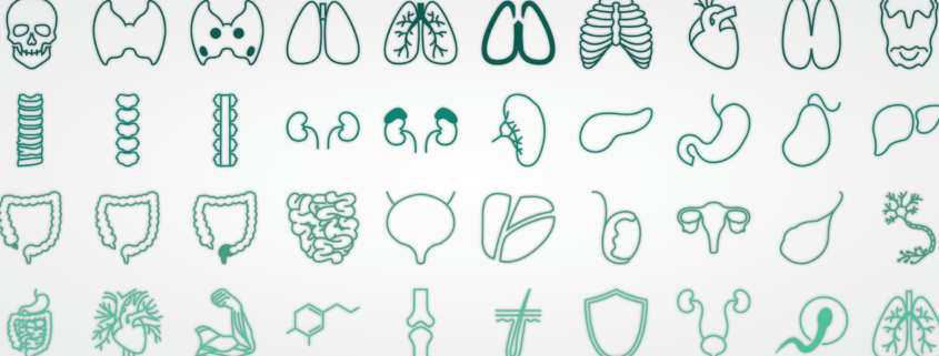 Vector illustrations of various organs within the human body